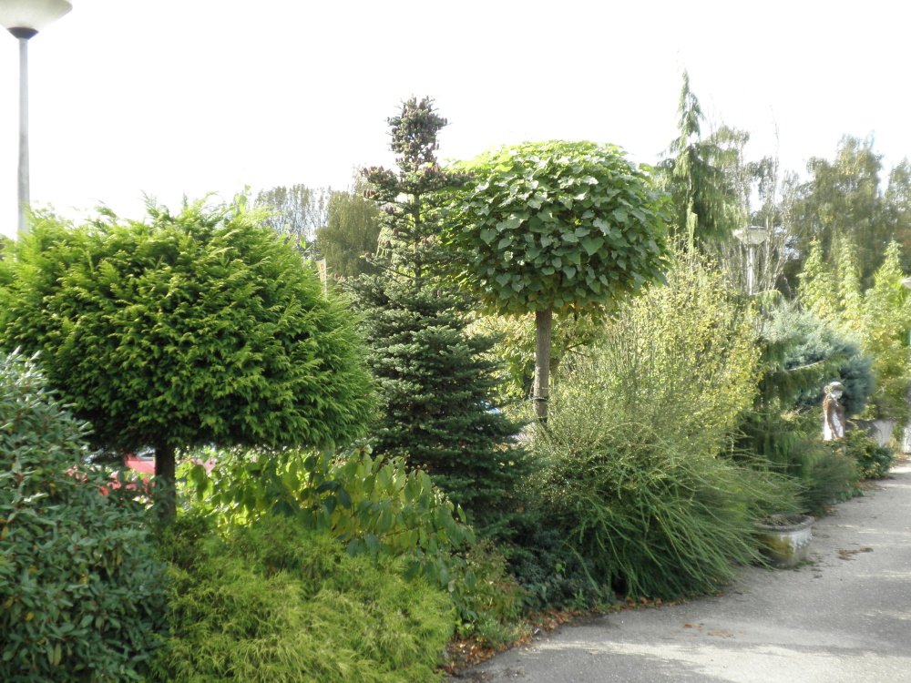 Katalpa trubačovitá Nana květináč 15 litrů, polokmen, strom-0