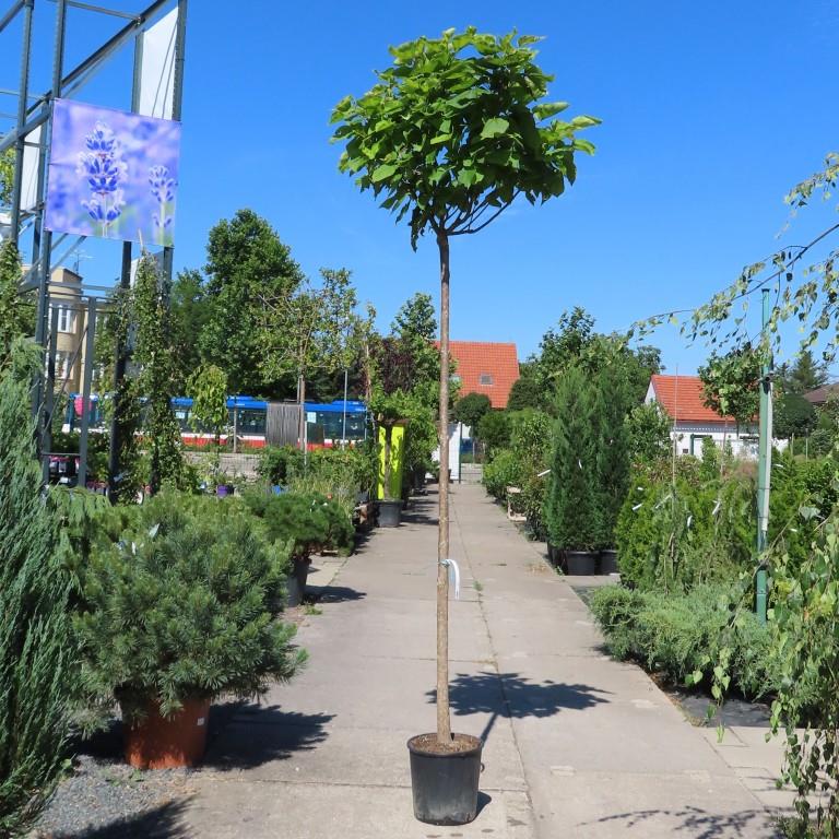 Listnaté stromky a stromy - Katalpa trubačovitá Nana květináč 18 litrů, obvod kmene 8/10cm, kmínek 210cm, strom