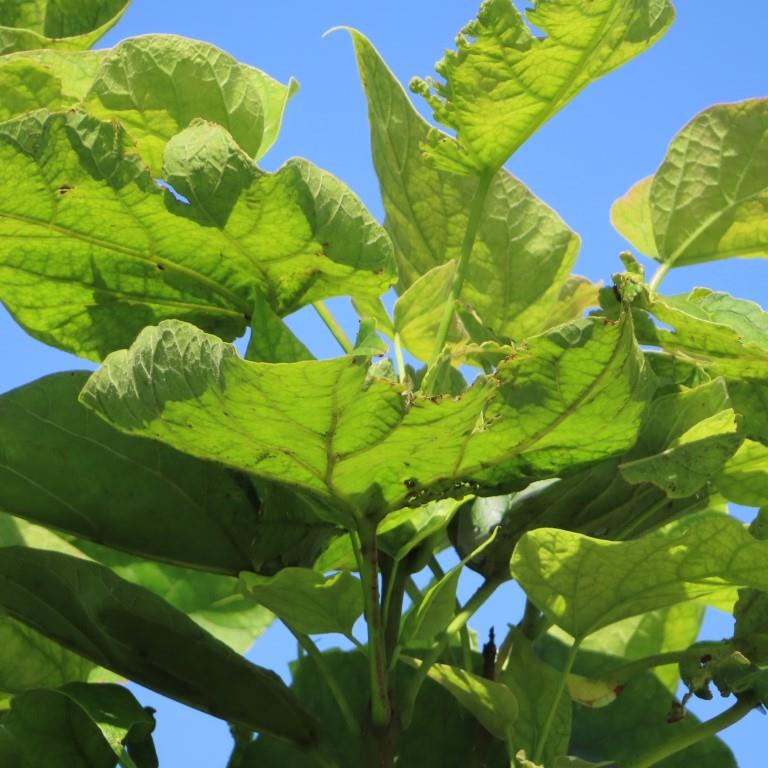 Katalpa trubačovitá Nana květináč 18 litrů, obvod kmene 8/10cm, kmínek 210cm, strom-0