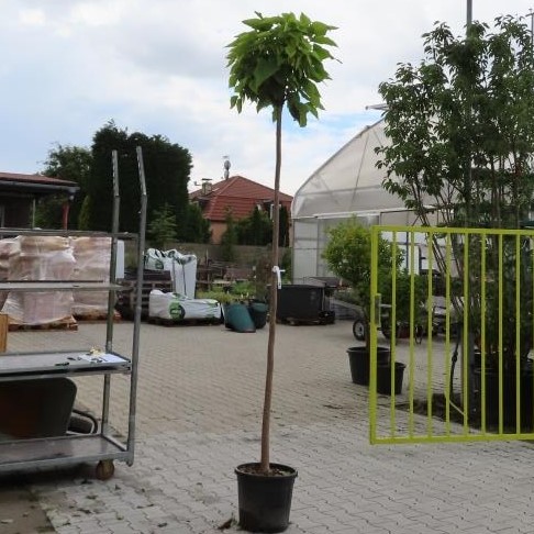 Listnaté stromky a stromy - Katalpa trubačovitá Nana květináč 35 litrů, obvod kmene 12/14cm, kmínek 220cm, strom