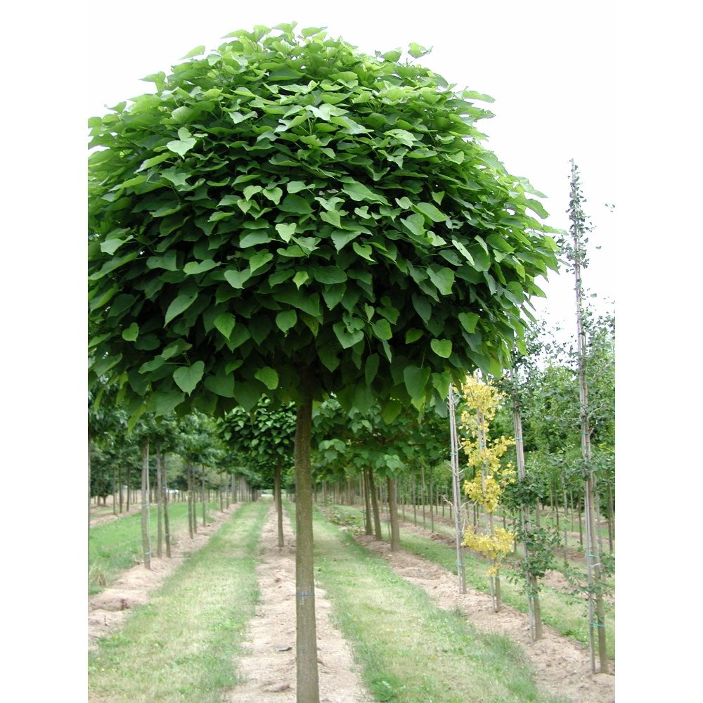 Soliterní stromy - Katalpa trubačovitá Nana výška kmene 225cm, zemní bal