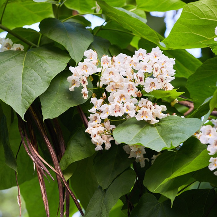 Listnaté stromky a stromy - Katalpa trubačovitá obvod kmene 8/10