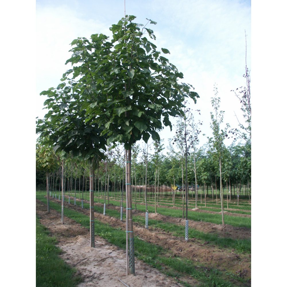 Soliterní stromy - Katalpa trubačovitá výška kmene 225cm, zemní bal