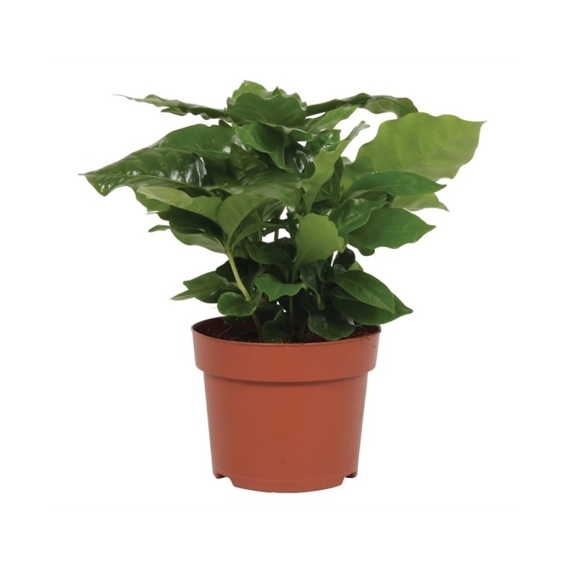 Okrasné pokojové rostliny - Kávovník arabský květináč 12cm
