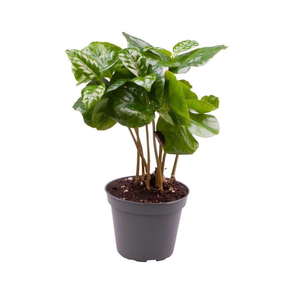 Okrasné pokojové rostliny - Kávovník arabský květináč 6cm