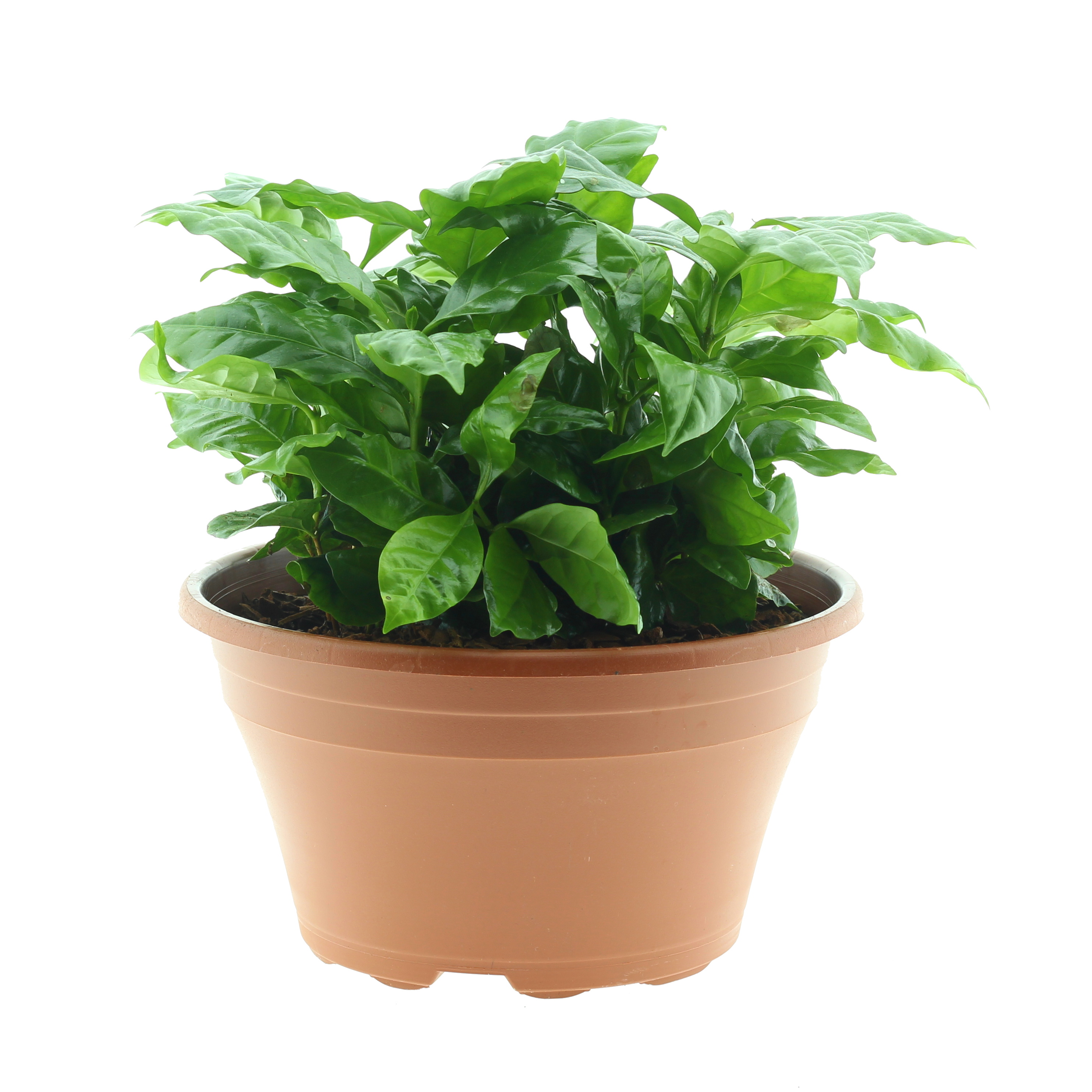 Okrasné pokojové rostliny - Kávovník arabský miska 23cm