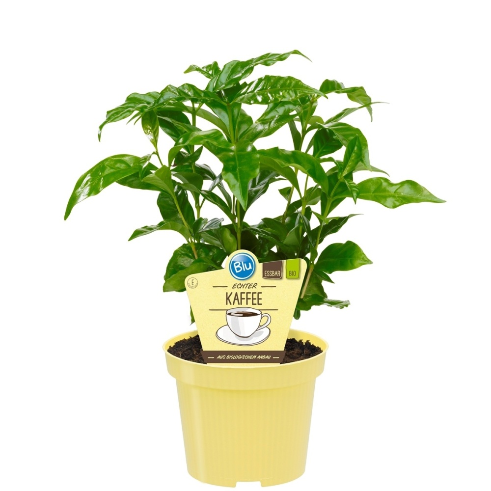 Bylinky - Kávovník BIO květináč 12cm