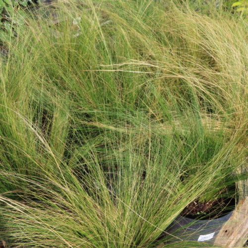 Traviny - Kavyl péřovitý květináč 7,5 litru