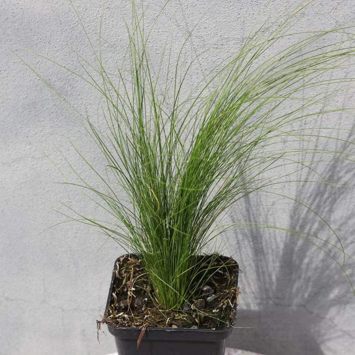 Traviny - Kavyl péřovitý Pony Tails květináč 10,5cm