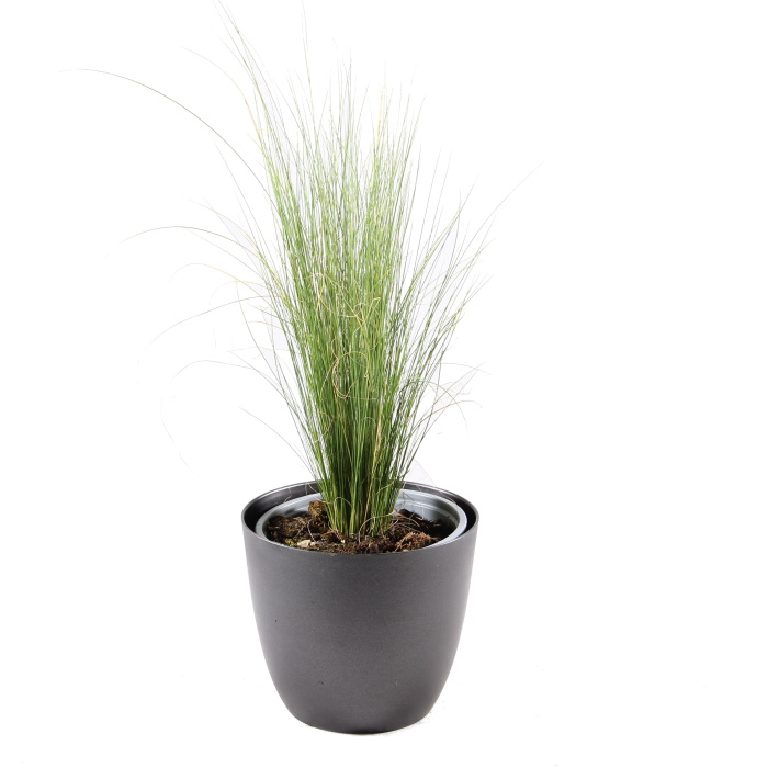 Traviny - Kavyl péřovitý Pony Tails květináč 12cm