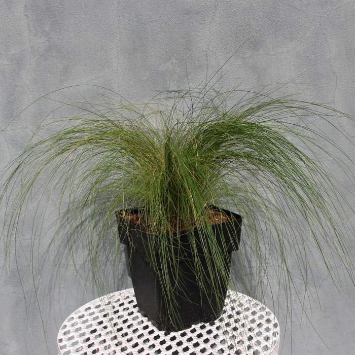 Traviny - Kavyl péřovitý Pony Tails květináč 2 litry