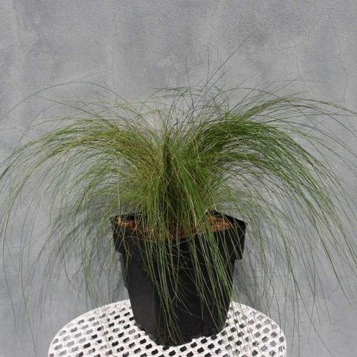 Traviny - Kavyl péřovitý 'Pony Tails' květináč 4,6 litru