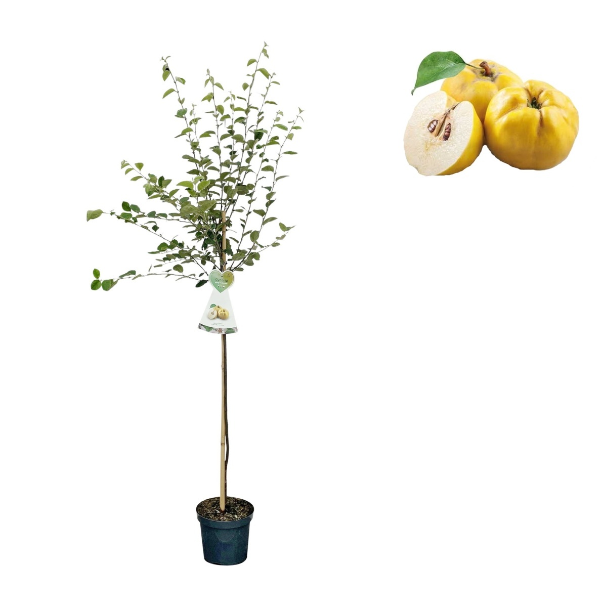 Ovocné stromky do zahrady - Kdouloň 'Leskovacka' květináč 7,5 litru, kmínek 80cm, stromek, SAMOSPRAŠNÁ