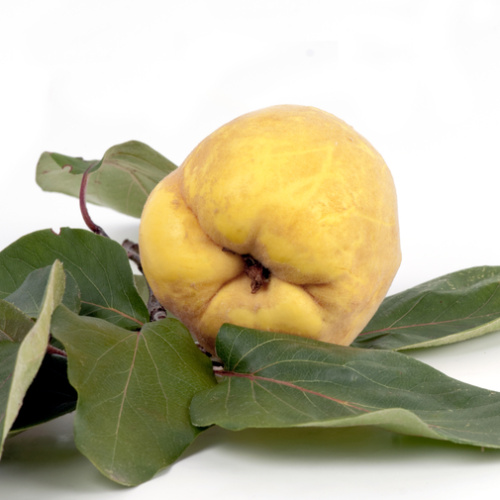 Rostliny - Kdouloň 'Pinterova' podzimní, čtvrtkmen, 10 litrů