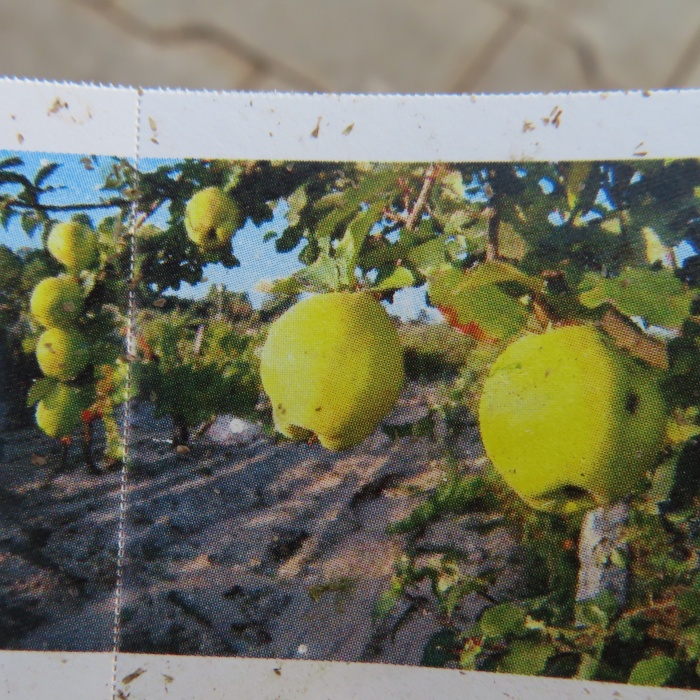 Ovocné stromky do zahrady - Kdouloň Portugal květináč 7,5 litru, čtvrtkmen, SAMOSPRAŠNÁ