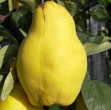 Ovocné stromky do zahrady - Kdouloň Reas Mammoth květináč 7,5 litru, čtvrtkmen, SAMOSPRAŠNÁ