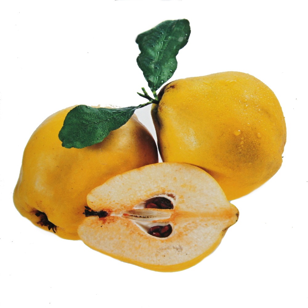 Rostliny - Kdouloň 'Vranja' květináč 5 litrů, balkonová, zákrsek, SAMOSPRAŠNÁ