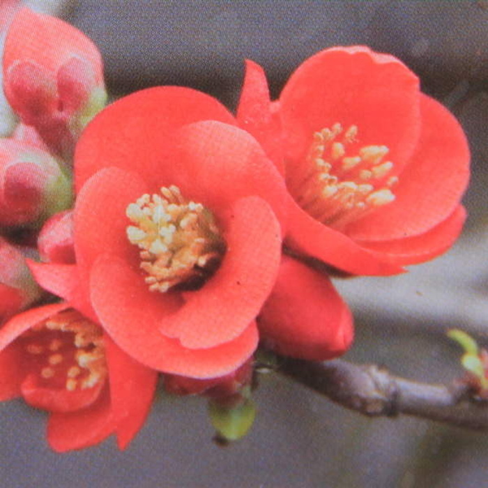 Keře okrasné květem - Kdoulovac 'Cido' výška 30/40cm, výška 2,5 litru