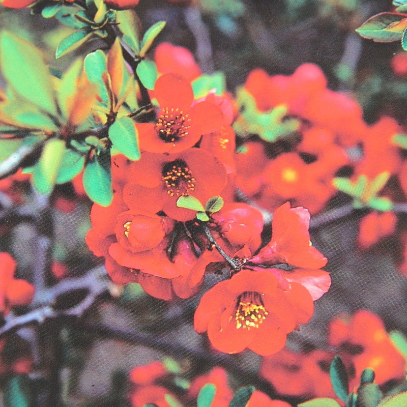 Keře okrasné květem - Kdoulovec Friesdsdorfer Typ 205 květináč 2,5 litru, výška 20/30cm, keř