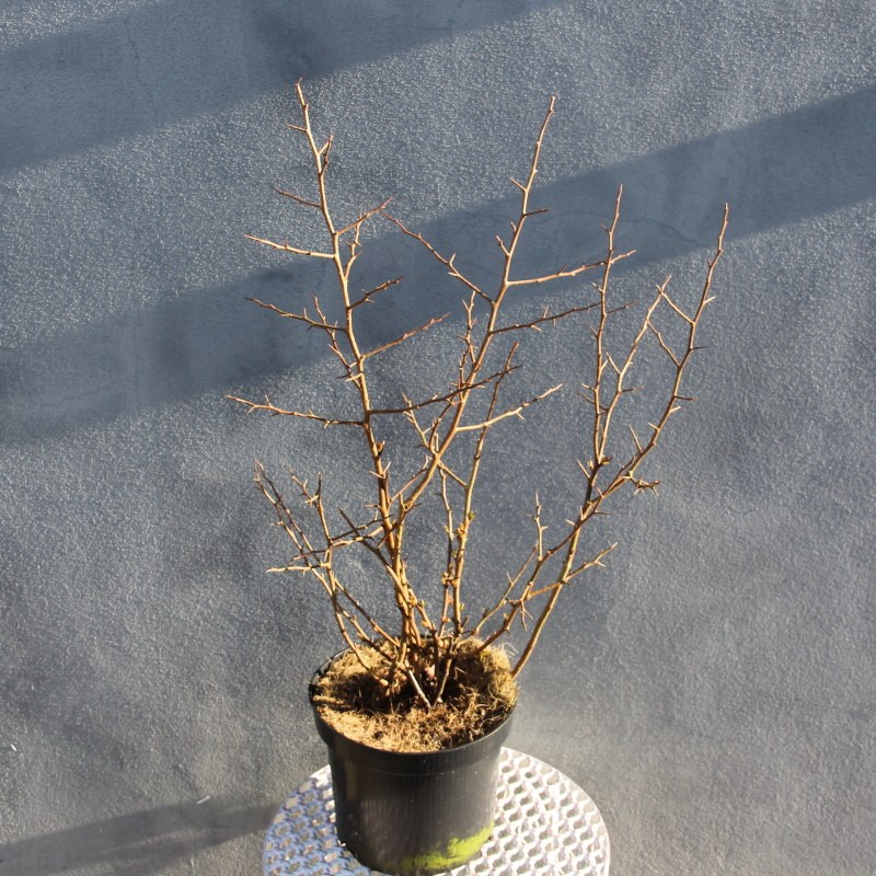 Kdoulovec Friesdsdorfer Typ 205 květináč 2,5 litru, výška 20/30cm, keř-0