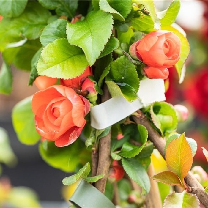 Keře okrasné květem - Kdoulovec lahvicovitý 'Orange Storm' květináč 3 litry