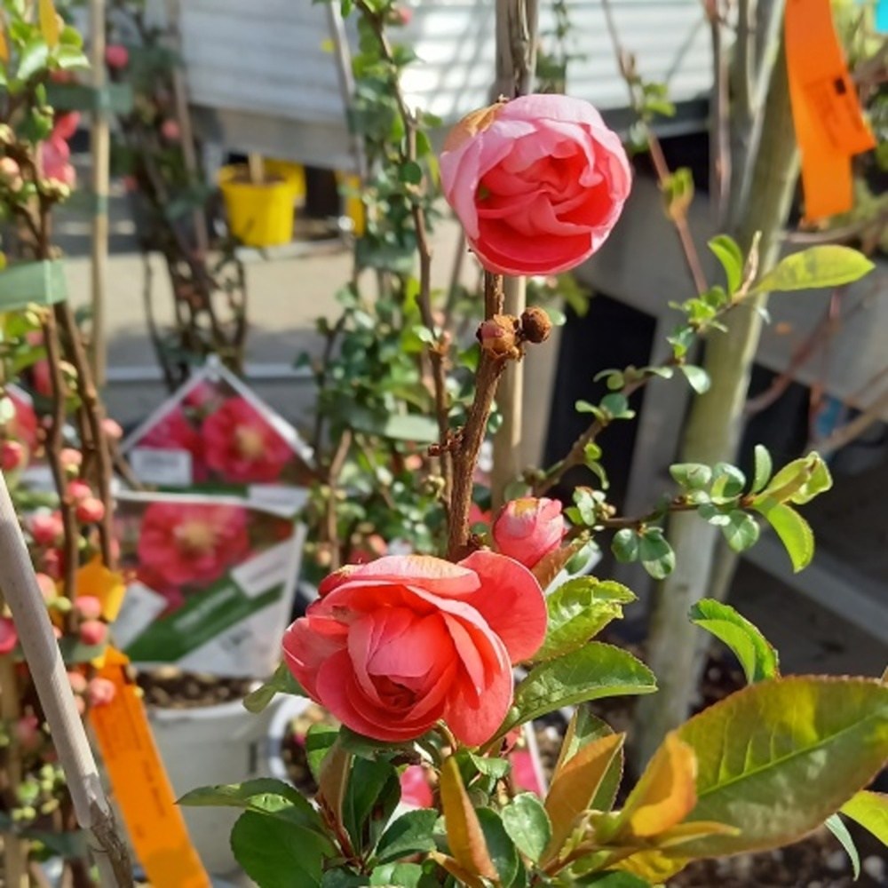 Keře okrasné květem - Kdoulovec lahvicovitý Pink Storm květináč 5 litrů