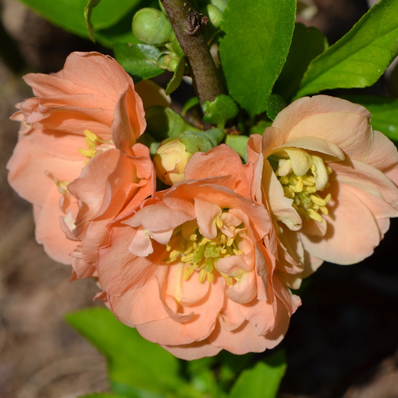 Keře okrasné květem - Kdoulovec nádherný Cameo výška 20/30cm, květináč 2,5 litru