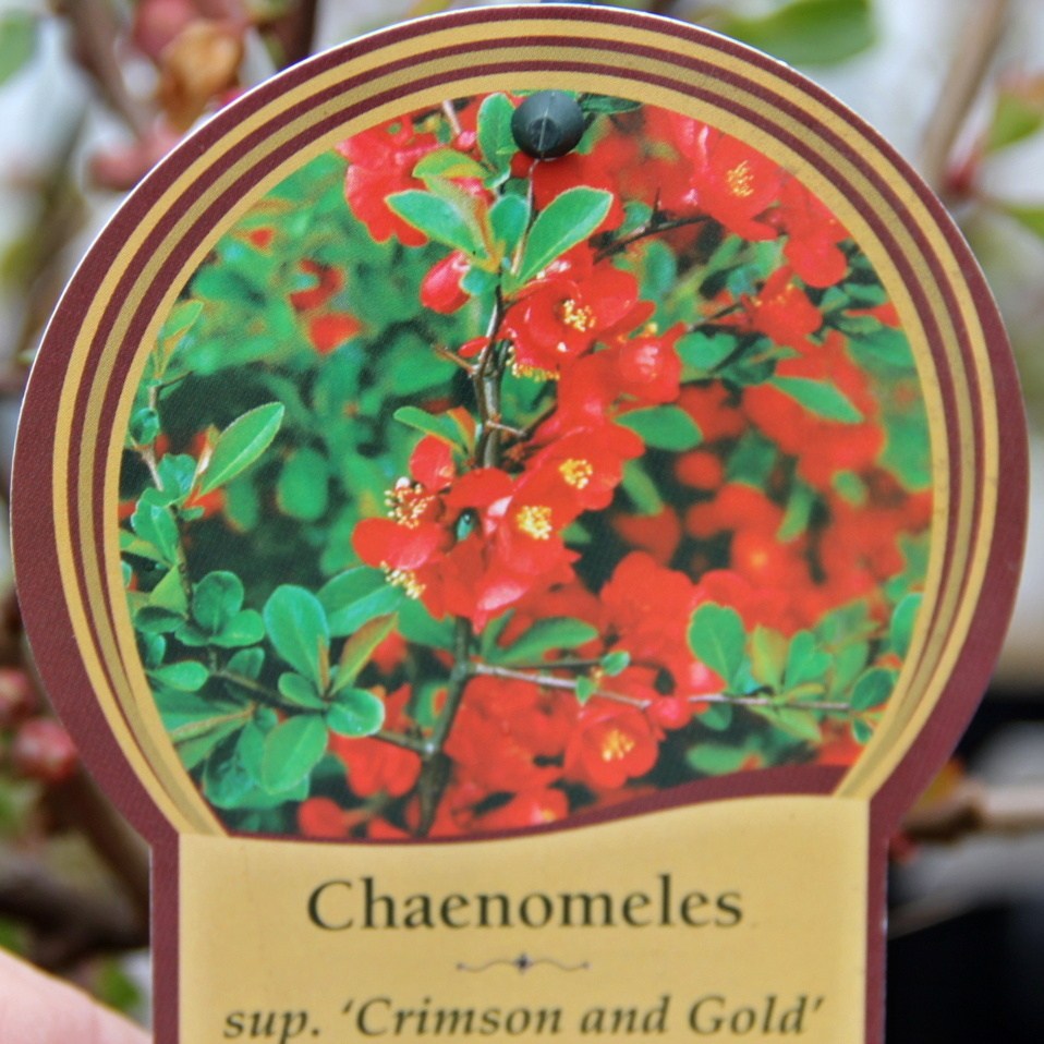 Keře okrasné květem - Kdoulovec nádherný Crimson and Gold květináč 2,5 litru, výška 20/30cm, keř