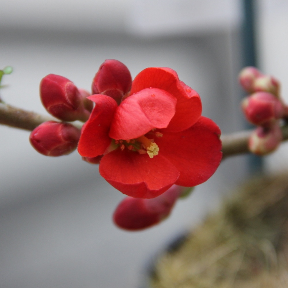 Kdoulovec nádherný Crimson and Gold květináč 2,5 litru, výška 20/30cm, keř-0