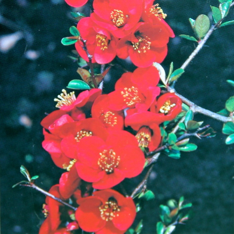 Keře okrasné květem - Kdoulovec nádherný Fire Dance výška 30/40cm, květináč 2,5 litru