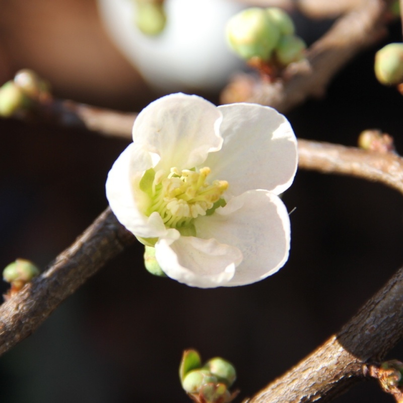 Keře okrasné květem - Kdoulovec nádherný Jet Trail květináč 2,5 litru, výška 30/40cm, keř