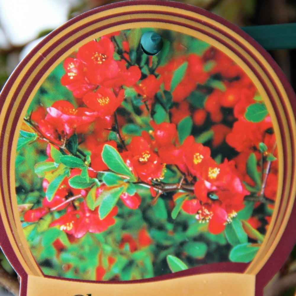 Keře okrasné květem - Kdoulovec nádherný 'Orange Trail' květináč 2,5 litru, výška 20/30cm, keř