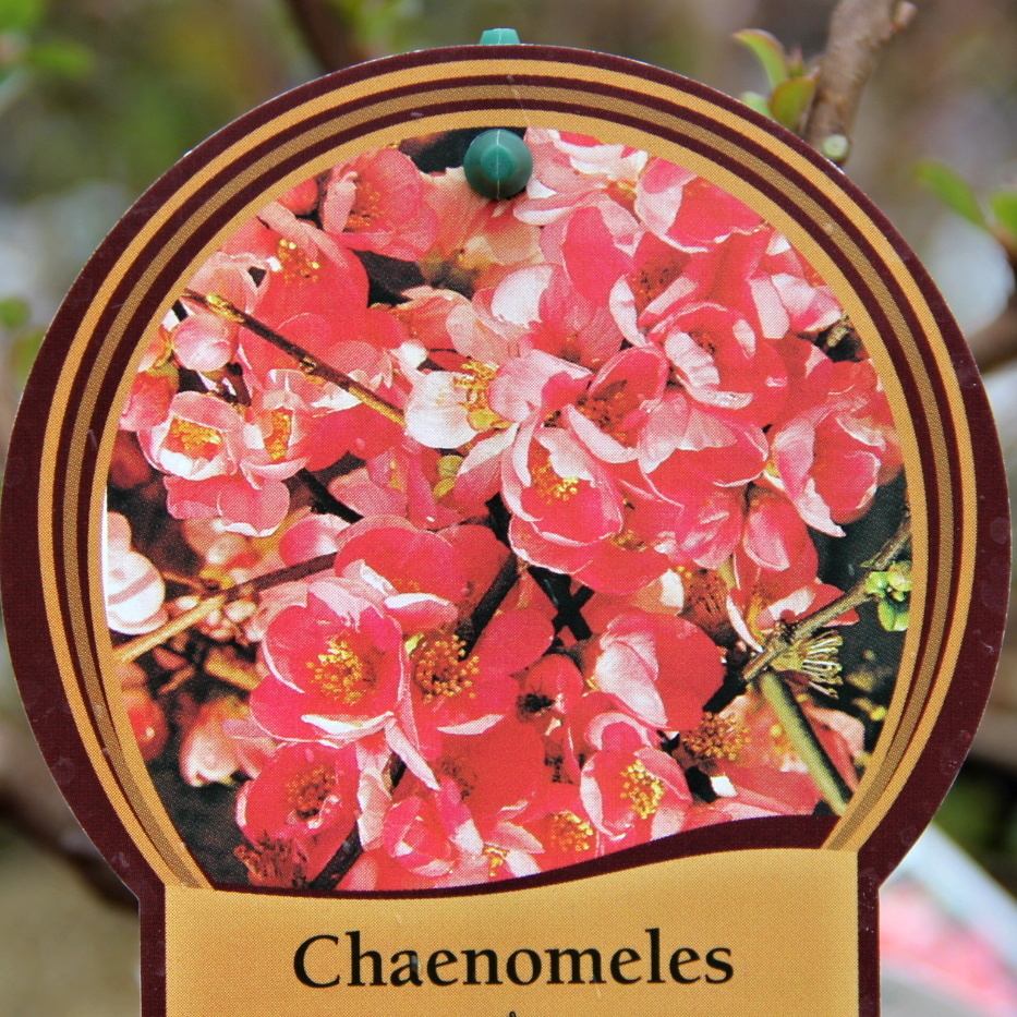 Rostliny - Kdoulovec nádherný Pink Trail květináč 2,5 litru, výška 20/30cm, keř