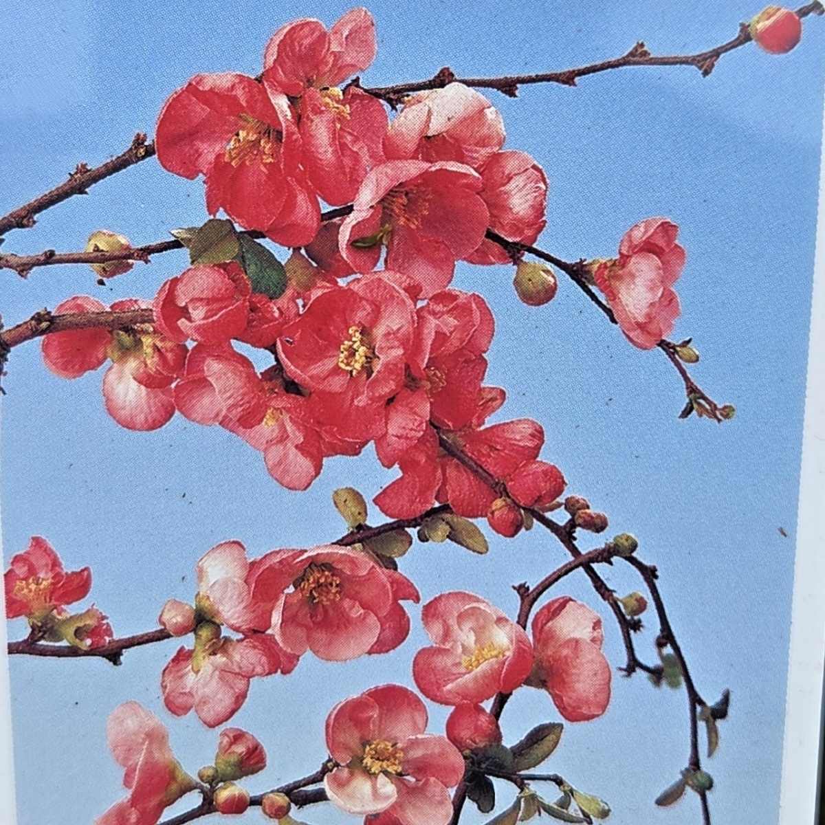 Keře okrasné květem - Kdoulovec nádherný Salmon Horizon výška 20/30cm, květináč 2,5 litru