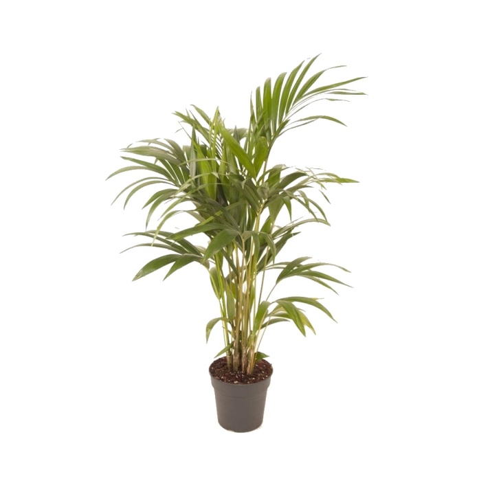Okrasné pokojové rostliny - Kencie, rajská palma výška 125cm, květináč 21cm