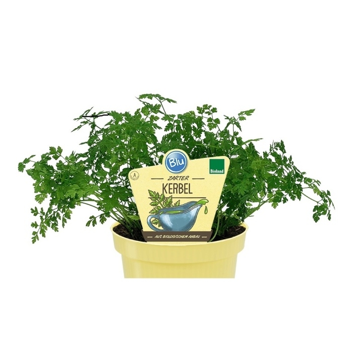 Bylinky - Kerblík třebule BIO květináč 12cm