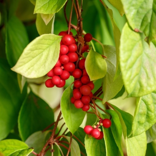 Rostliny - Klanopraška čínská květináč 3 litry, výška 60/100cm, vyvazovaný, CIZOSPRAŠNÁ