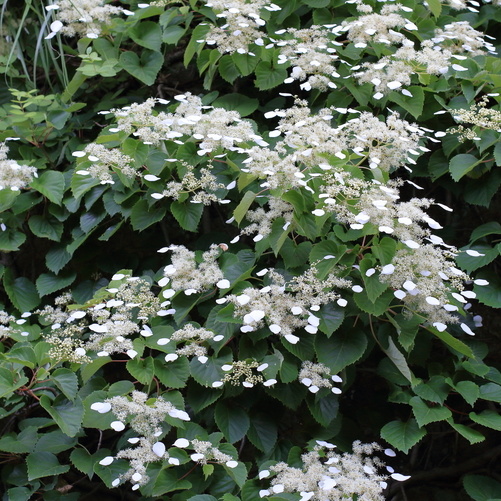 Popínavé rostliny - Klanostěnka hortenziovitá květináč 10 litrů, vyvazovaný