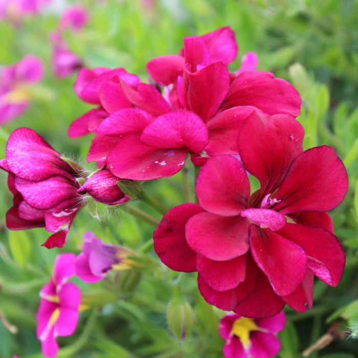 Klasika v trendy barvách Lechuza-2