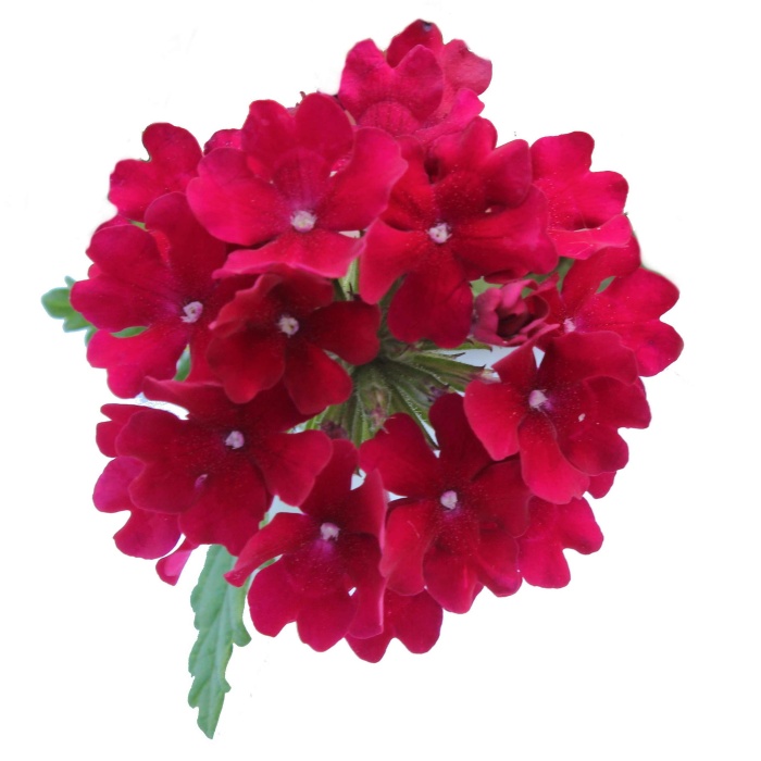 Klasika v trendy barvách Lechuza-3