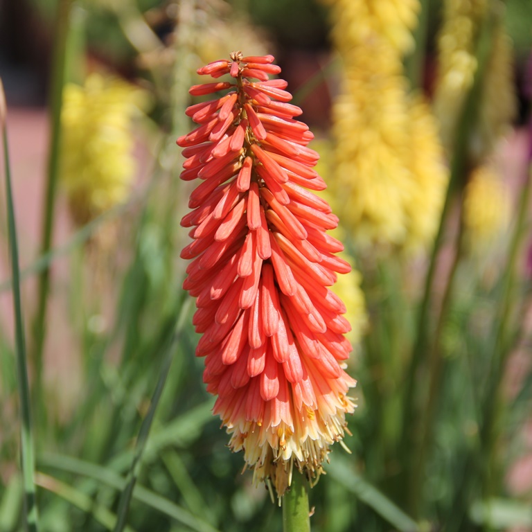 Na slunce - Kleopatřina jehla 'Flamenco' 2 litry