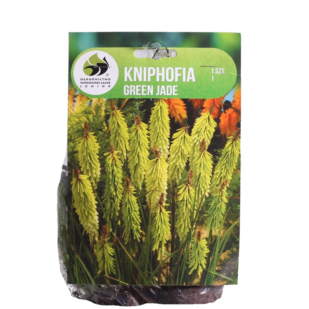 Ostatní jarní cibuloviny - Kleopatřina jehla Green Jade 1ks