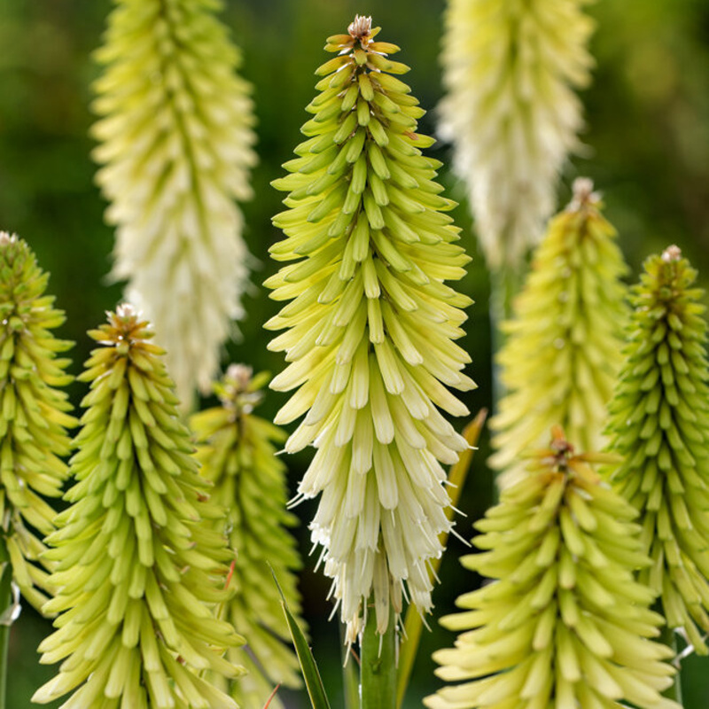 Ostatní jarní cibuloviny - Kleopatřina jehla 'Ice Queen' 1ks