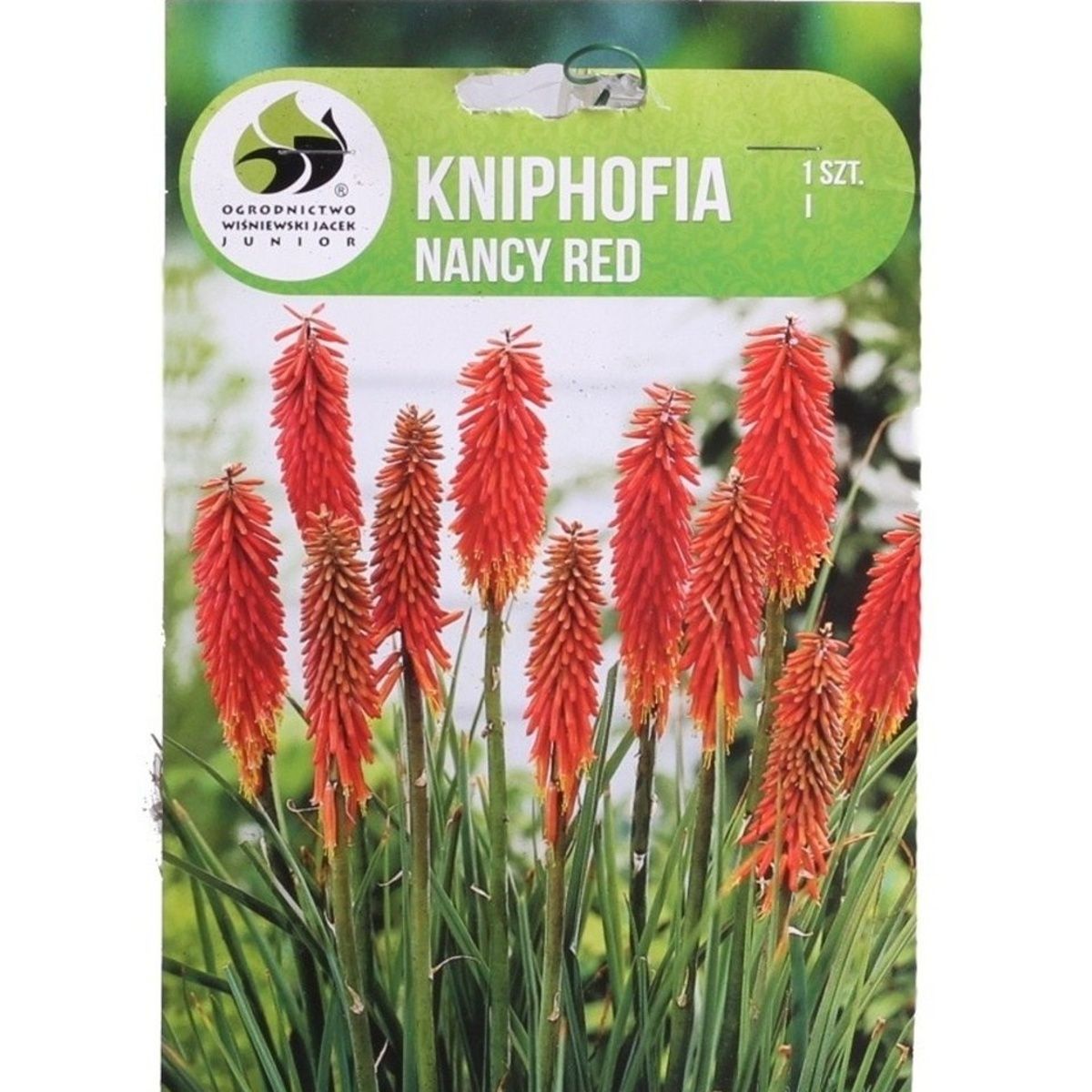 Ostatní jarní cibuloviny - Kleopatřina jehla Nancy Red 1ks