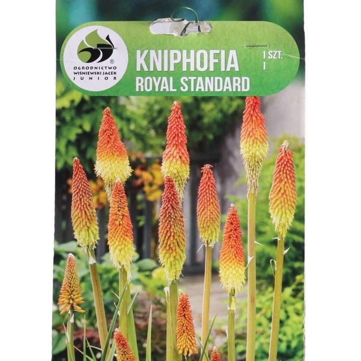 Ostatní jarní cibuloviny - Kleopatřina jehla Royal Standard 1ks