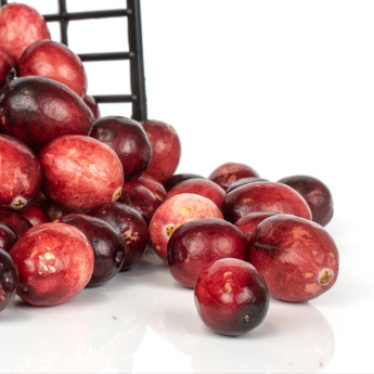 Borůvky a brusinky - Klikva velkoplodá 'Early Black' květináč 2,5 litru, výška 5/10cm, keřík