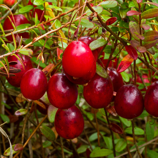 Borůvky a brusinky - Klikva velkoplodá květináč 2 litry, výška 5/10cm, keřík