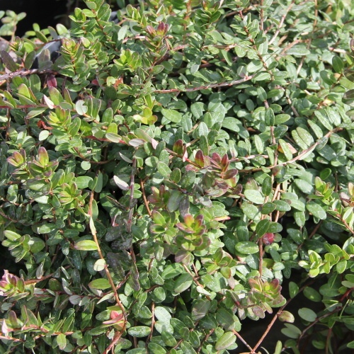 Borůvky a brusinky - Klikva velkoplodá 'Langlois' květináč 2,5 litru, výška 5/10cm, keřík