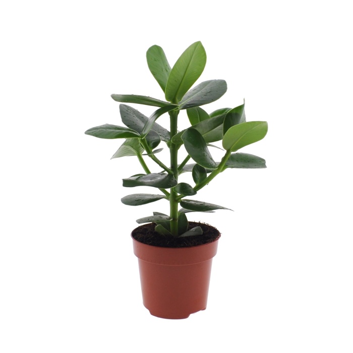 Okrasné pokojové rostliny - Klusie 'Princess' květináč 12cm