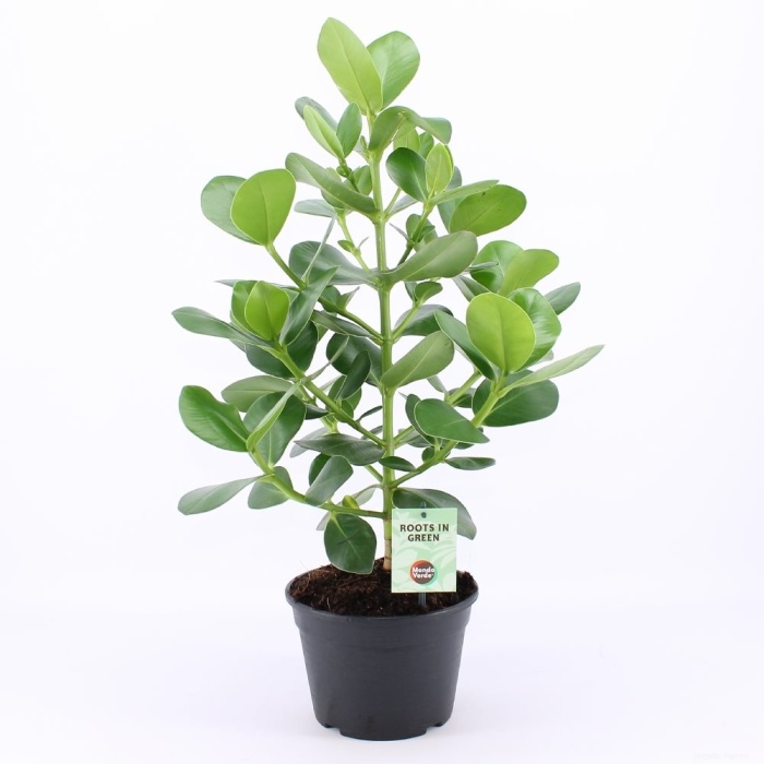 Okrasné pokojové rostliny - Klusie 'Princess' květináč 17cm